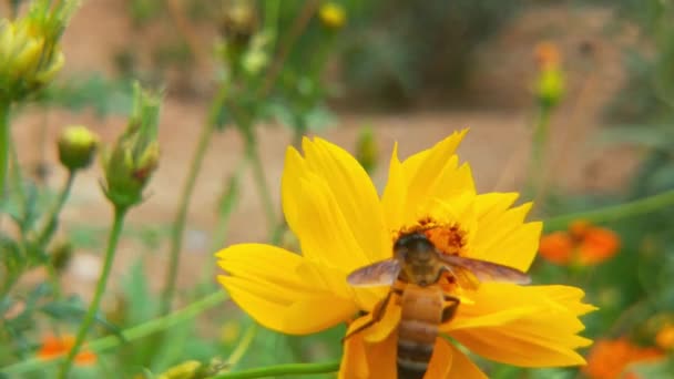 用花粉覆盖的飞蜜蜜蜂从蓝雏菊花中采集花蜜 春天的小鸡花关门了 宏观调控蜂蜜蜜蜂授粉春天紫罗兰绽放花朵 蜂蜜蜜蜂的近身 在紫色的花周围飞舞蜜蜂 — 图库视频影像
