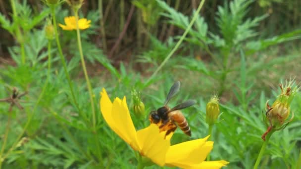 Abeille Miel Volante Recouverte Pollen Collectant Nectar Fleur Chicorée Bleue — Video