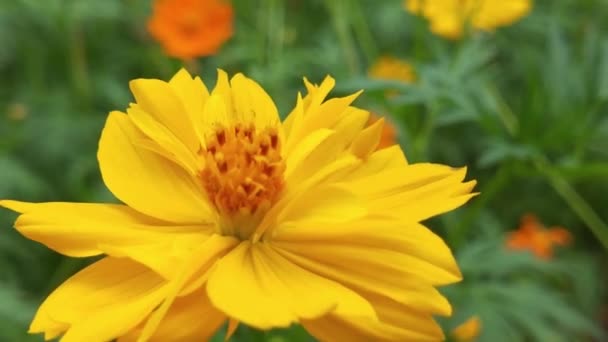 Abeille Miel Volante Recouverte Pollen Collectant Nectar Fleur Chicorée Bleue — Video