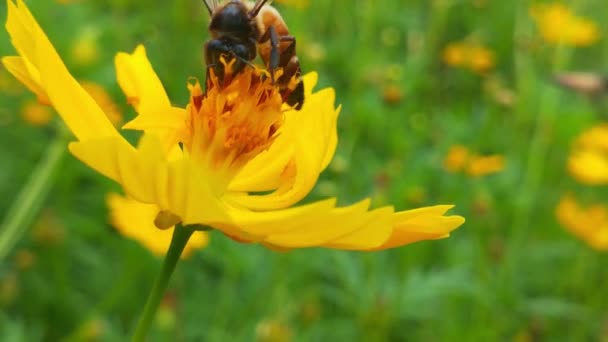 Літаюча Медова Бджола Покрита Пилкою Збирає Нектар Блакитної Квітки Цикорію — стокове відео