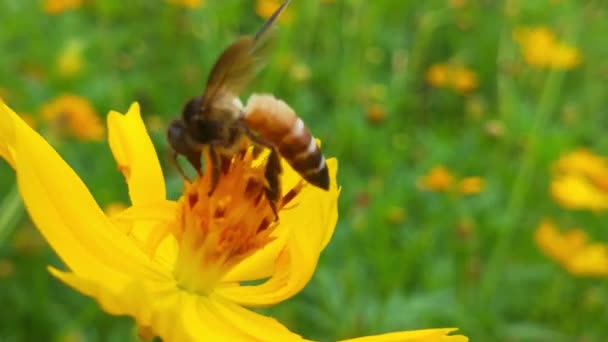 Létající Včela Pokrytá Pylem Sbírajícím Nectar Modré Chicory Flower Jarní — Stock video