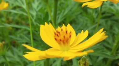 Mavi Chicory Çiçeğinden Nektar Toplayan Polen ile kaplı Uçan Bal Arısı. Spring Chicory Çiçekleri Kapatın. Macro Shot Bal Arısı Tozlaştırıcı Bahar Mor Çiçekleri Çiçek Açan Çiçekler. Bal arılarını kapatın. Mor çiçeklerin etrafında uçmak. Arılar
