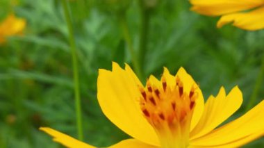 Mavi Chicory Çiçeğinden Nektar Toplayan Polen ile kaplı Uçan Bal Arısı. Spring Chicory Çiçekleri Kapatın. Macro Shot Bal Arısı Tozlaştırıcı Bahar Mor Çiçekleri Çiçek Açan Çiçekler. Bal arılarını kapatın. Mor çiçeklerin etrafında uçmak. Arılar