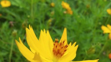 Bal arılarını kapatın. Mor çiçeklerin etrafında uçmak. Arılar ilkbaharda nektar poleni toplarlar. Güneşli bir gün. Ağır çekimde uçan bal arısı Chicory Flower 'dan polen toplayarak nektar topluyor. Spring Chicory Çiçekleri Kapatın. Makro Vuruş Bal Arısı