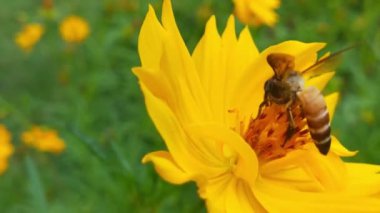 Bal arılarını kapatın. Mor çiçeklerin etrafında uçmak. Arılar ilkbaharda nektar poleni toplarlar. Güneşli bir gün. Ağır çekimde uçan bal arısı Chicory Flower 'dan polen toplayarak nektar topluyor. Spring Chicory Çiçekleri Kapatın. Makro Vuruş Bal Arısı