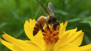 Bal arılarını kapatın. Mor çiçeklerin etrafında uçmak. Arılar ilkbaharda nektar poleni toplarlar. Güneşli bir gün. Ağır çekimde uçan bal arısı Chicory Flower 'dan polen toplayarak nektar topluyor. Spring Chicory Çiçekleri Kapatın. Makro Vuruş Bal Arısı