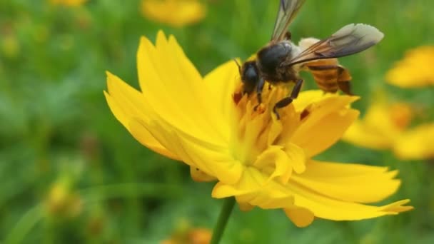 用花粉覆盖的飞蜜蜜蜂从蓝雏菊花中采集花蜜 春天的小鸡花关门了 宏观调控蜂蜜蜜蜂授粉春天紫罗兰绽放花朵 蜂蜜蜜蜂的近身 在紫色的花周围飞舞蜜蜂 — 图库视频影像