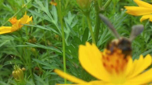 날아다니는 꿀벌은 꽃에서 타르를 수집하여 덮는다 매크로 보라색 꿀벌을 클로즈업하는 — 비디오