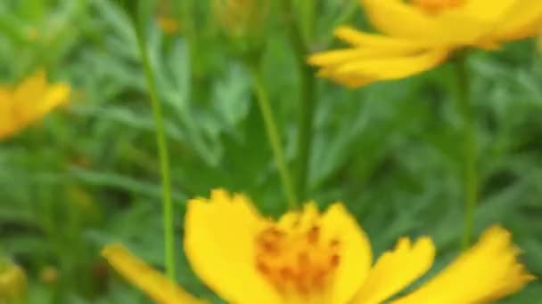 Latająca Pszczoła Miodna Pokryta Pyłkiem Zbierającym Nektar Niebieskiego Kwiatu Cykorii — Wideo stockowe