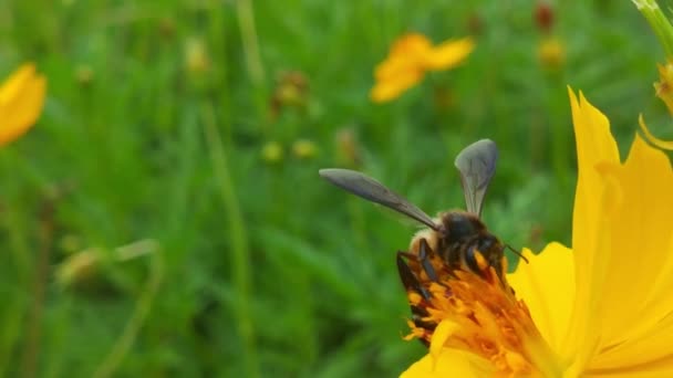 Ιπτάμενη Μέλισσα Καλυμμένη Γύρη Που Συλλέγει Νέκταρ Από Μπλε Λουλούδι — Αρχείο Βίντεο