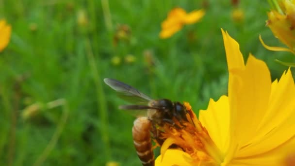 꿀벌을 클로즈업하는 보라색 사이를 날아다니고 벌들은 꽃가루를 모읍니다 꿀벌은 치커리 — 비디오