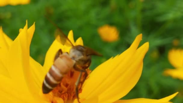 Blízko Včel Létání Kolem Fialových Květů Včely Sbírají Jaře Nektar — Stock video