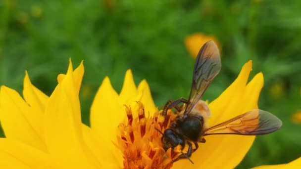 Закрыть Медовые Пчёлы Летают Вокруг Фиолетовых Цветов Пчелы Собирают Нектар — стоковое видео