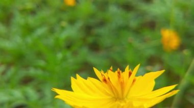 Bal arılarını kapatın. Mor çiçeklerin etrafında uçmak. Arılar ilkbaharda nektar poleni toplarlar. Güneşli bir gün. Ağır çekimde uçan bal arısı Chicory Flower 'dan polen toplayarak nektar topluyor. Spring Chicory Çiçekleri Kapatın. Makro Vuruş Bal Arısı