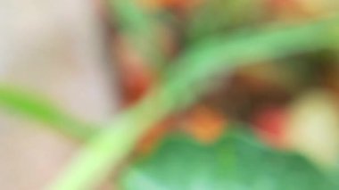 Bal arılarını kapatın. Mor çiçeklerin etrafında uçmak. Arılar ilkbaharda nektar poleni toplarlar. Güneşli bir gün. Ağır çekimde uçan bal arısı Chicory Flower 'dan polen toplayarak nektar topluyor. Spring Chicory Çiçekleri Kapatın. Makro Vuruş Bal Arısı