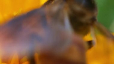 Bal arılarını kapatın. Mor çiçeklerin etrafında uçmak. Arılar ilkbaharda nektar poleni toplarlar. Güneşli bir gün. Ağır çekimde uçan bal arısı Chicory Flower 'dan polen toplayarak nektar topluyor. Spring Chicory Çiçekleri Kapatın. Makro Vuruş Bal Arısı