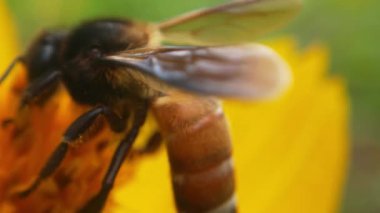 Bal arılarını kapatın. Mor çiçeklerin etrafında uçmak. Arılar ilkbaharda nektar poleni toplarlar. Güneşli bir gün. Ağır çekimde uçan bal arısı Chicory Flower 'dan polen toplayarak nektar topluyor. Spring Chicory Çiçekleri Kapatın. Makro Vuruş Bal Arısı