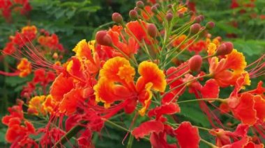 Bal arılarını kapatın. Mor çiçeklerin etrafında uçmak. Arılar ilkbaharda nektar poleni toplarlar. Güneşli bir gün. Ağır çekimde uçan bal arısı Chicory Flower 'dan polen toplayarak nektar topluyor. Spring Chicory Çiçekleri Kapatın. Makro Vuruş Bal Arısı