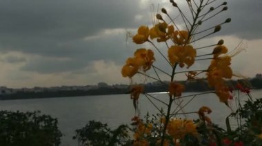 Bal arılarını kapatın. Mor çiçeklerin etrafında uçmak. Arılar ilkbaharda nektar poleni toplarlar. Güneşli bir gün. Ağır çekimde uçan bal arısı Chicory Flower 'dan polen toplayarak nektar topluyor. Spring Chicory Çiçekleri Kapatın. Makro Vuruş Bal Arısı