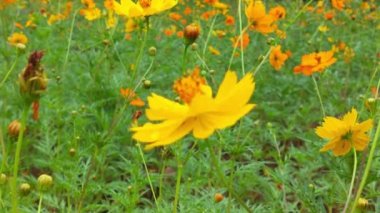 Bal arılarını kapatın. Mor çiçeklerin etrafında uçmak. Arılar ilkbaharda nektar poleni toplarlar. Güneşli bir gün. Ağır çekimde uçan bal arısı Chicory Flower 'dan polen toplayarak nektar topluyor. Spring Chicory Çiçekleri Kapatın. Makro Vuruş Bal Arısı