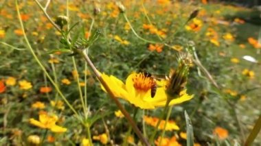 Bal arılarını kapatın. Mor çiçeklerin etrafında uçmak. Arılar ilkbaharda nektar poleni toplarlar. Güneşli bir gün. Ağır çekimde uçan bal arısı Chicory Flower 'dan polen toplayarak nektar topluyor. Spring Chicory Çiçekleri Kapatın. Makro Vuruş Bal Arısı