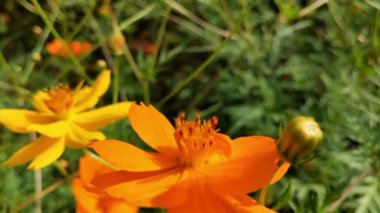 Arı lavanta çiçeğine uçuyor, polen topluyor, makro çekim yapıyor. Bal arılarını kapatın. Mor çiçeklerin etrafında uçmak. Arılar ilkbaharda nektar poleni toplarlar. Güneşli bir gün. Yavaş çekim Uçan Bal Arısı Çiçeklerden Nektar Toplayan Polen ile Kaplandı