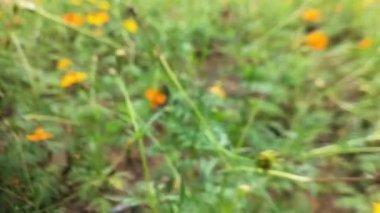 Arı lavanta çiçeğine uçuyor, polen topluyor, makro çekim yapıyor. Bal arılarını kapatın. Mor çiçeklerin etrafında uçmak. Arılar ilkbaharda nektar poleni toplarlar. Güneşli bir gün. Yavaş çekim Uçan Bal Arısı Çiçeklerden Nektar Toplayan Polen ile Kaplandı