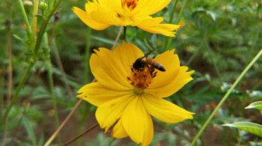 Bal arılarını kapatın. Mor çiçeklerin etrafında uçmak. Arılar ilkbaharda nektar poleni toplarlar. Güneşli bir gün. Ağır çekimde uçan bal arısı Chicory Flower 'dan polen toplayarak nektar topluyor. Spring Chicory Çiçekleri Kapatın. Makro Vuruş Bal Arısı