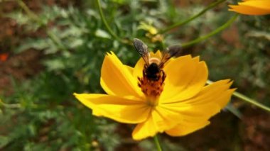 Bal arılarını kapatın. Mor çiçeklerin etrafında uçmak. Arılar ilkbaharda nektar poleni toplarlar. Güneşli bir gün. Ağır çekimde uçan bal arısı Chicory Flower 'dan polen toplayarak nektar topluyor. Spring Chicory Çiçekleri Kapatın. Makro Vuruş Bal Arısı