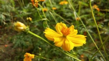Bal arılarını kapatın. Mor çiçeklerin etrafında uçmak. Arılar ilkbaharda nektar poleni toplarlar. Güneşli bir gün. Ağır çekimde uçan bal arısı Chicory Flower 'dan polen toplayarak nektar topluyor. Spring Chicory Çiçekleri Kapatın. Makro Vuruş Bal Arısı