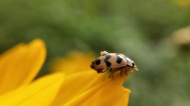 Macro Uğur Kuşu havalanmadan önce kanatlarını yavaş çekimde bir çimen sapıyla açtı. Kıllı Kabuk Böceği makro yakın plan, Yaprağın üzerinde oturan yedi noktalı uğur böceği (uğur böceği).