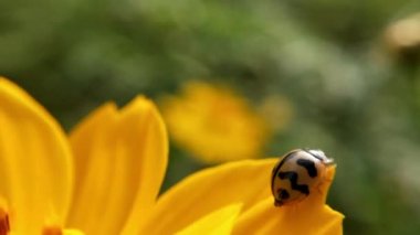 Macro Uğur Kuşu havalanmadan önce kanatlarını yavaş çekimde bir çimen sapıyla açtı. Kıllı Kabuk Böceği makro yakın plan, Yaprağın üzerinde oturan yedi noktalı uğur böceği (uğur böceği).