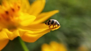 Macro Uğur Kuşu havalanmadan önce kanatlarını yavaş çekimde bir çimen sapıyla açtı. Kıllı Kabuk Böceği makro yakın plan, Yaprağın üzerinde oturan yedi noktalı uğur böceği (uğur böceği).