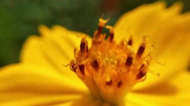 Parkta turuncu papatya çiçekleri, yeşil arka planda bal arısı, turuncu kozmos sülfür akışındaki bal arısı detayı. hayvan, güzel, arı, çiçek, çiçek, böcek, yakın plan, renkli, detay, çiçek arısı, çiçek arısı 