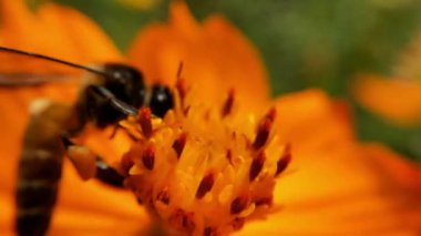 Bal arılarını kapatın. Mor çiçeklerin etrafında uçmak. Arılar ilkbaharda nektar poleni toplarlar. Güneşli bir gün. Ağır çekimde uçan bal arısı Chicory Flower 'dan polen toplayarak nektar topluyor. Spring Chicory Çiçekleri Kapatın. Makro Vuruş Bal Arısı