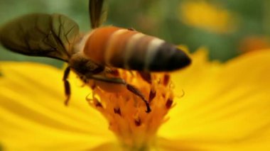 Bal arılarını kapatın. Mor çiçeklerin etrafında uçmak. Arılar ilkbaharda nektar poleni toplarlar. Güneşli bir gün. Ağır çekimde uçan bal arısı Chicory Flower 'dan polen toplayarak nektar topluyor. Spring Chicory Çiçekleri Kapatın. Makro Vuruş Bal Arısı