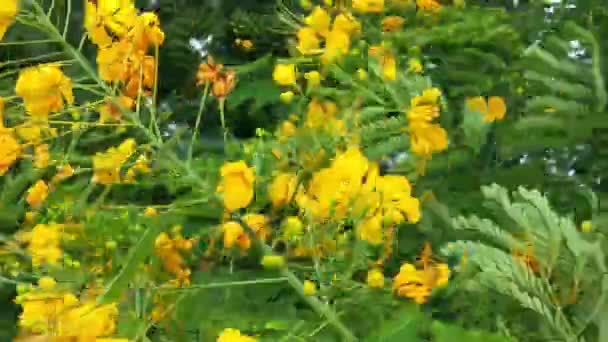 Κοντινό Πλάνο Των Μελισσών Πετάει Γύρω Από Μωβ Λουλούδια Μέλισσες — Αρχείο Βίντεο