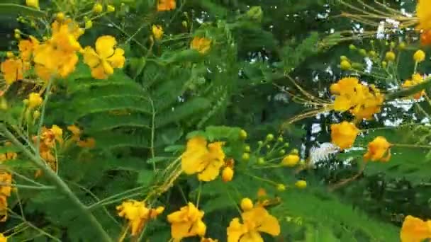 Fechem Abelhas Voando Torno Flores Roxas Abelhas Coletando Pólen Néctar — Vídeo de Stock