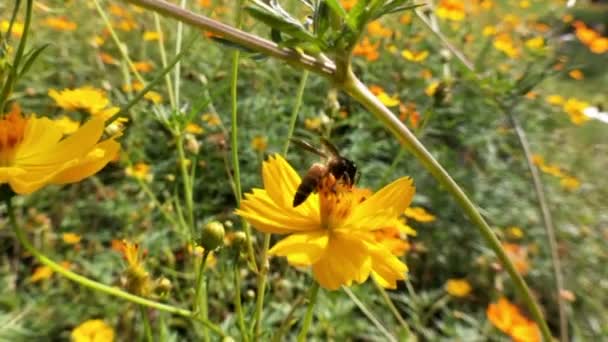 蜂蜜蜜蜂的近身 在紫色的花周围飞舞蜜蜂在春天采集花蜜花粉 阳光灿烂的日子 慢动作飞蜜蜂窝与花粉收集花蜜从小鸡花 春天的小鸡花关门了 巨无霸蜜蜂 — 图库视频影像