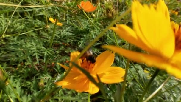 Sluiten Van Honingbijen Vliegend Rond Paarse Bloemen Bijen Verzamelen Nectar — Stockvideo
