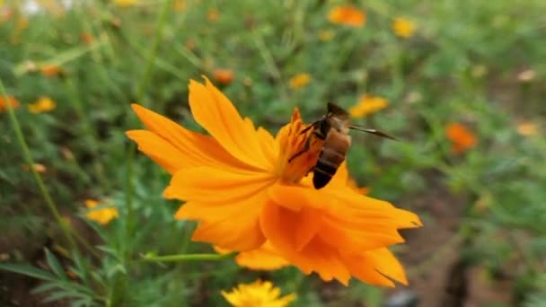 蜜蜂飞进薰衣草花丛 蜂蜜蜜蜂的近身 在紫色的花周围飞舞蜜蜂在春天采集花蜜花粉 阳光灿烂的日子 用花粉从花朵中采蜜的慢动作蜂窝 — 图库视频影像