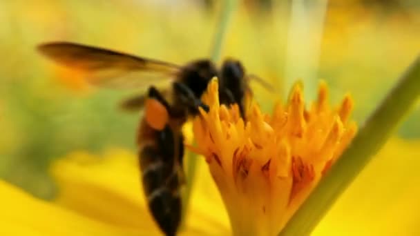 ラベンダーの花に蜂の飛行 花粉の収集 マクロショット ミツバチの巣を閉めろ 紫色の花の周りを飛ぶ 春に蜜花粉を集めるミツバチ 晴れた日 花から蜜を集める花粉で覆われたスローモーションフライングハニービー — ストック動画