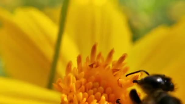 Бджола Летить Цвіт Лаванди Збираючи Пилок Макрос Близько Медоносних Бджіл — стокове відео