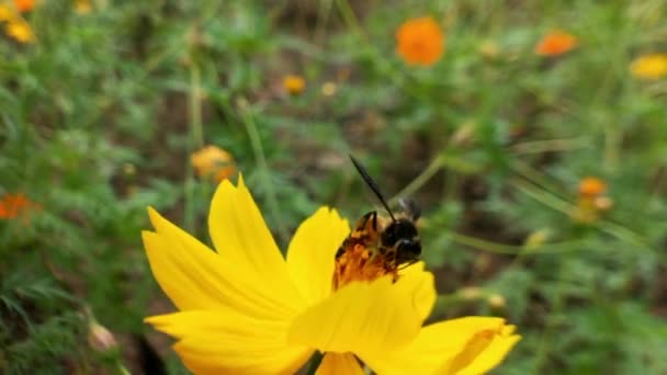 Pszczoła Lecąca Kwiat Lawendy Zbierająca Pyłek Zastrzyk Makro Zbliżenie Pszczół — Wideo stockowe