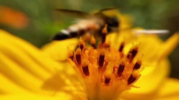 Пчела Летит Цветок Лаванды Собирает Пыльцу Делает Макро Укол Закрыть — стоковое видео