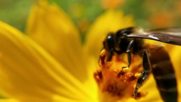 Abeille Vole Dans Fleur Lavande Ramasse Pollen Macro Shot Gros — Video
