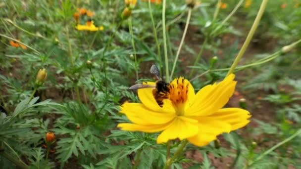蜜蜂飞进薰衣草花丛 蜂蜜蜜蜂的近身 在紫色的花周围飞舞蜜蜂在春天采集花蜜花粉 阳光灿烂的日子 用花粉从花朵中采蜜的慢动作蜂窝 — 图库视频影像