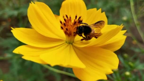 Arı Lavanta Çiçeğine Uçuyor Polen Topluyor Makro Çekim Yapıyor Bal — Stok video