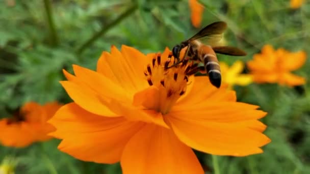 꿀벌들 라벤더 꽃으로 날아가고 꽃가루를 모으고 매크로 찍습니다 꿀벌을 클로즈업하는 — 비디오