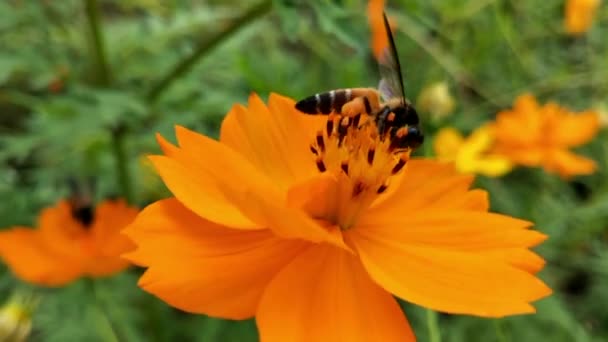 Bin Flyger Lavendelblom Samlar Pollen Makro Skott Närbild Honungsbin Flyger — Stockvideo